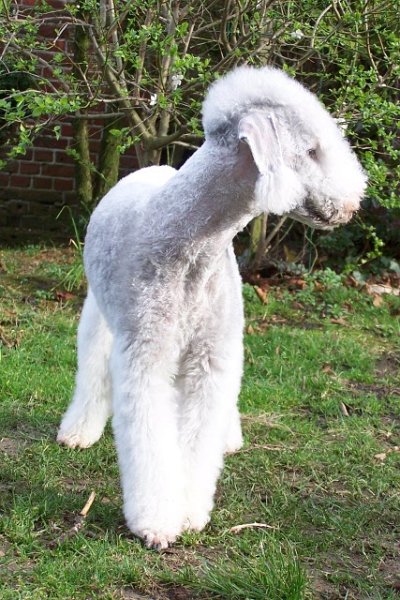 Unsere Hunde 03.02 (22).JPG